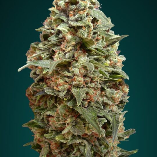 Afghan Skunk