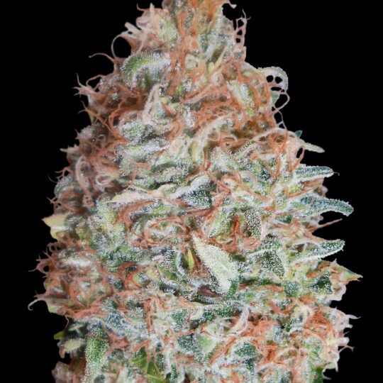 Banana Cookies