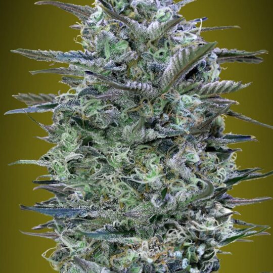 Critical Lemon