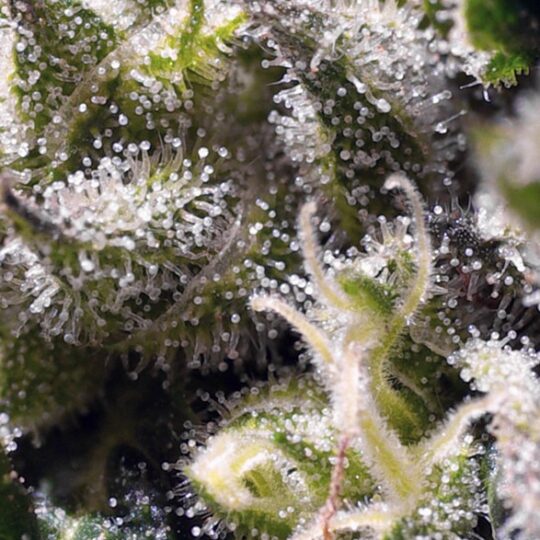 Cream Caramel Auto