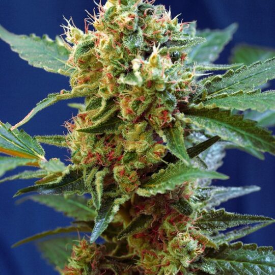 Cream Mandarine XL Auto