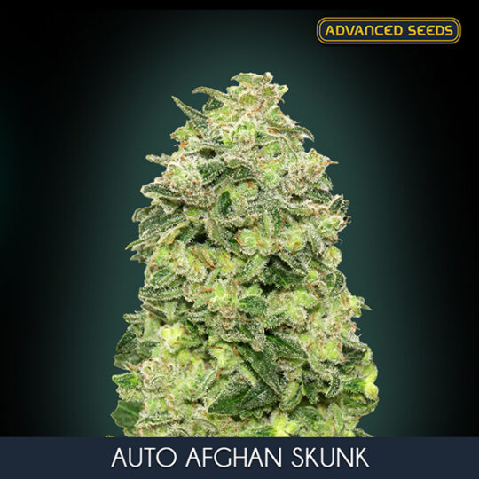 Auto Afghan Skunk