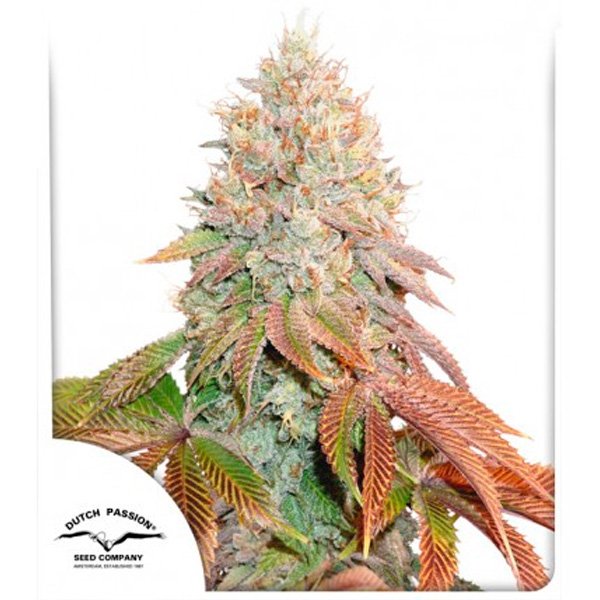 Auto Banana Blaze