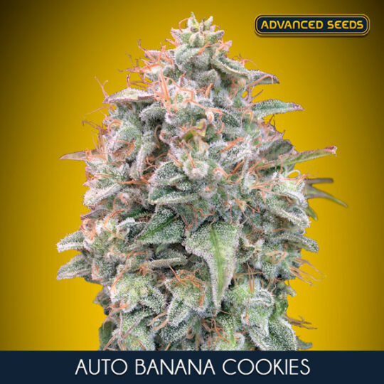 Auto Banana Cookies