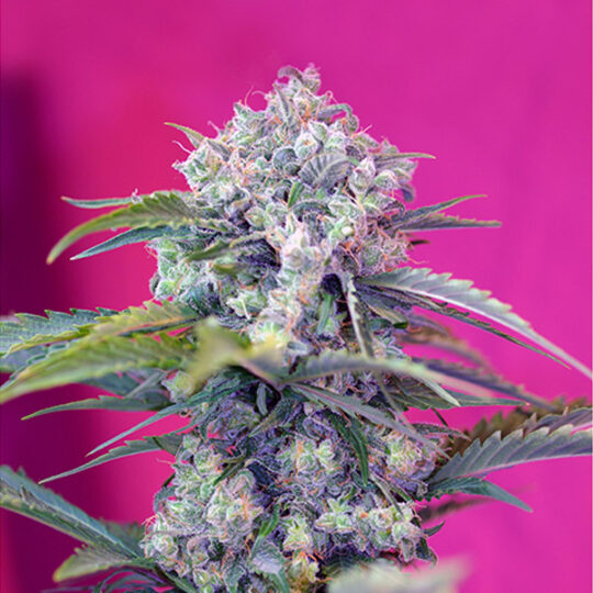 Cream Mandarine Auto