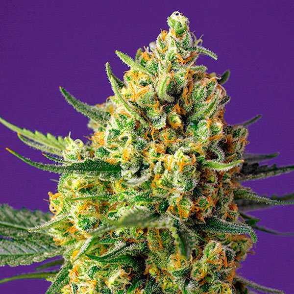 Crystal Candy XL Auto