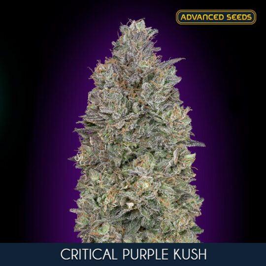 Critical Purple Kush