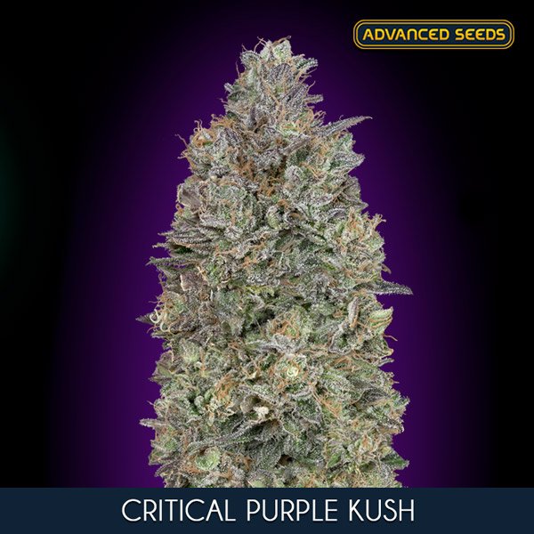 Critical Purple Kush