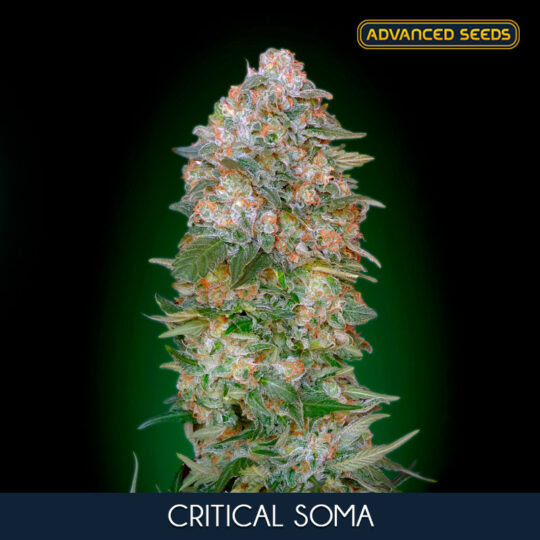 Critical Soma