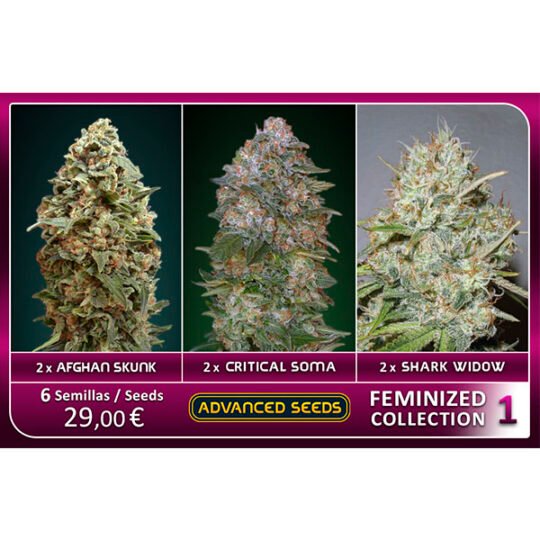 Feminized Collection