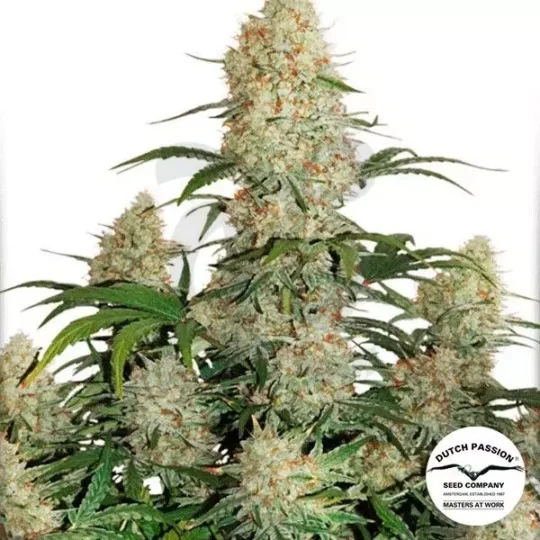 Auto Critical Orange Punch