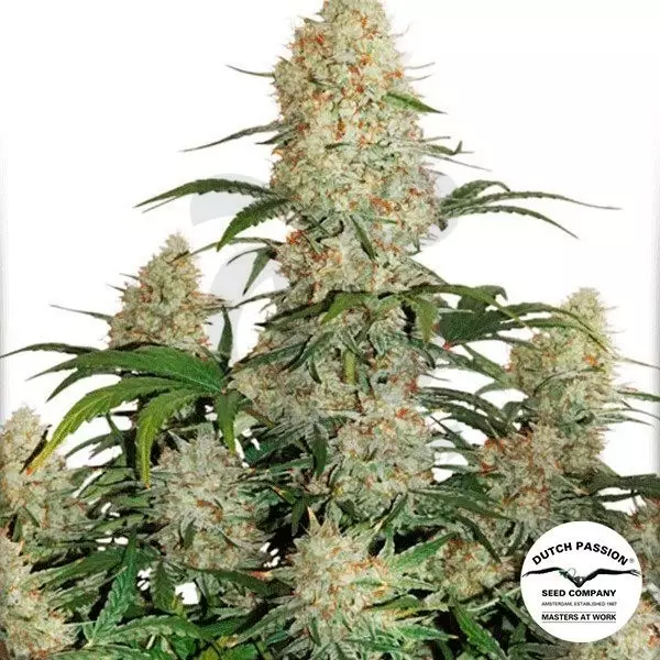 Auto Critical Orange Punch