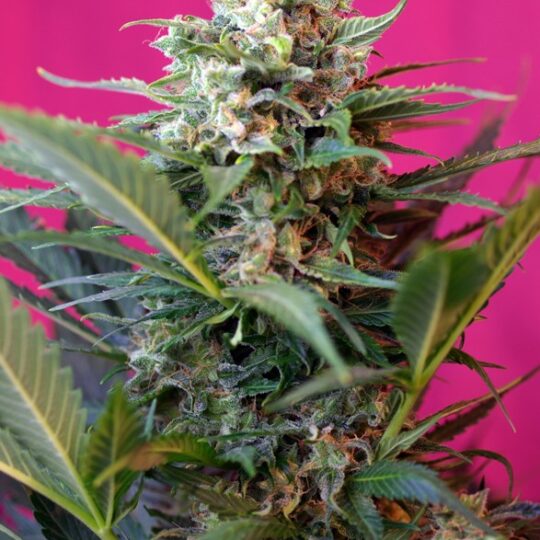 Big Devil XL Auto