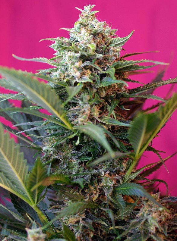 Big Devil XL Auto