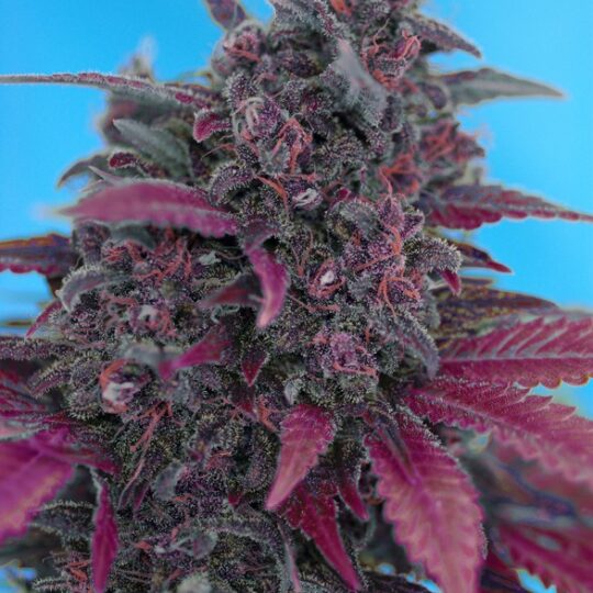 Dark Devil Auto