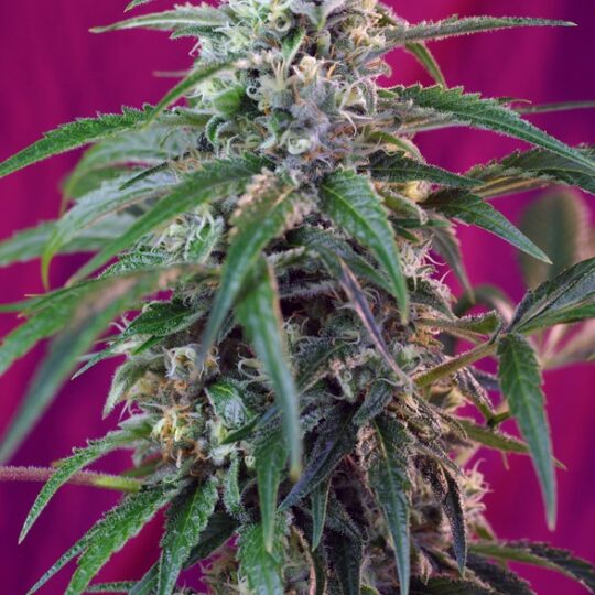 Green Poison Auto