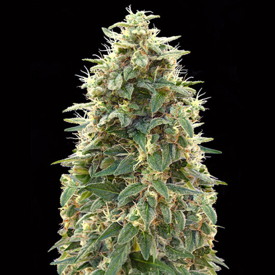 Auto 00 cheese