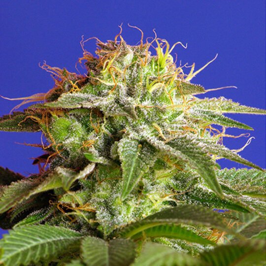 Green Poison