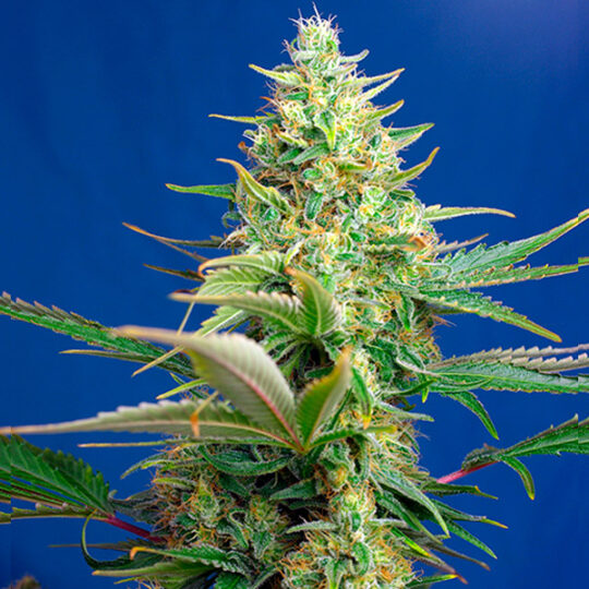 Sweet Pure CBD Auto