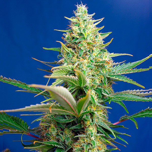 Sweet Pure CBD Auto