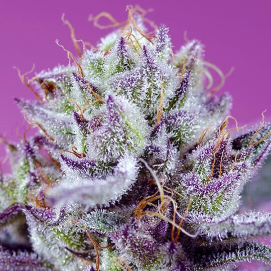 Diablo’s Delight XL Auto