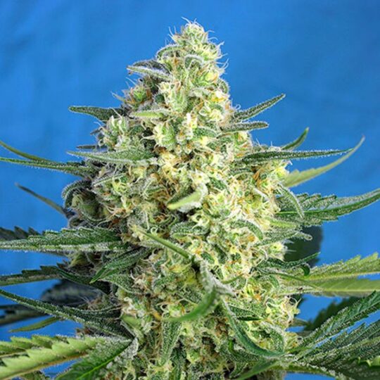 Jack 47 XL Auto