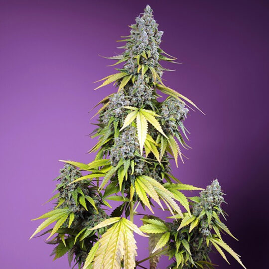 Jet Fuel Mandarine XL Auto