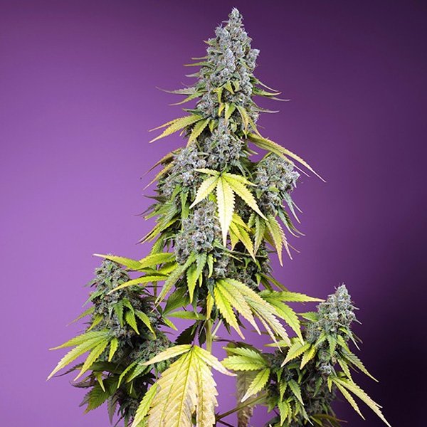 Jet Fuel Mandarine XL Auto
