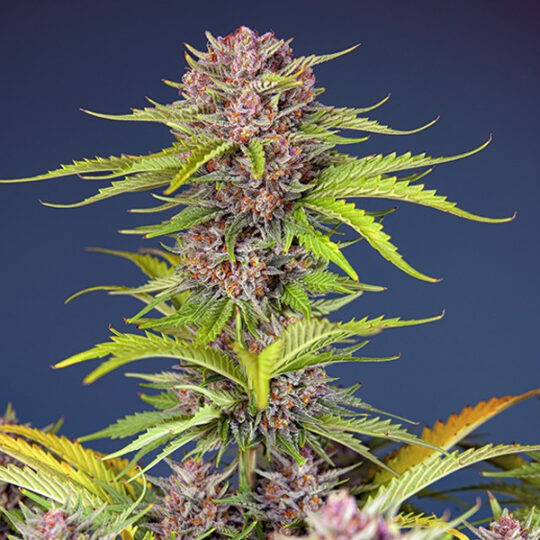 Mimosa Bruce Banner XL Auto