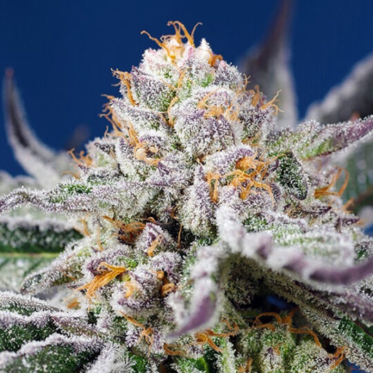 Orange Apricot Glue XL Auto