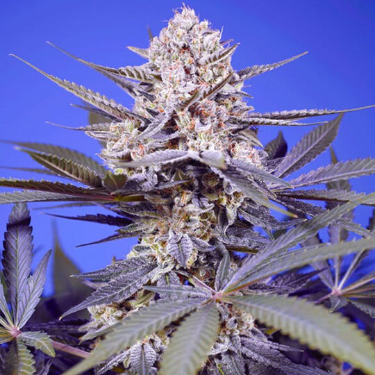 Pineapple Slush XL Auto