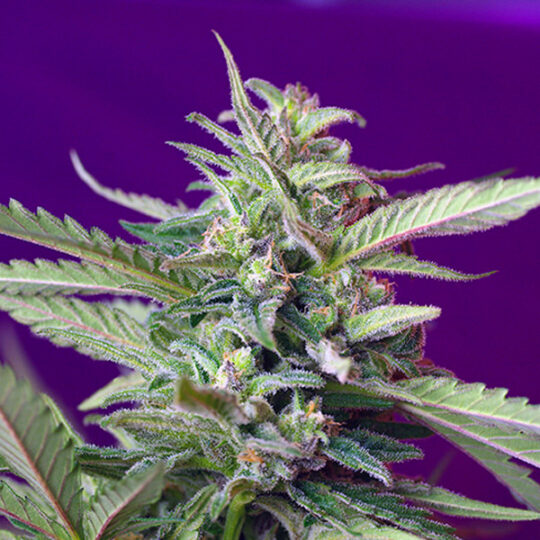 S.A.D. Sweet Afgani Delicious Auto